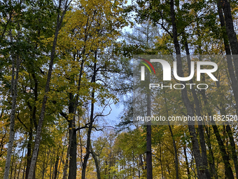 The picture shows trees changing color and preparing for winter in Slaka, Linkoping, Sweden, on October 18, 2024. (