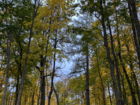 The picture shows trees changing color and preparing for winter in Slaka, Linkoping, Sweden, on October 18, 2024. (