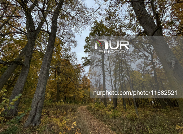 The picture shows trees changing color and preparing for winter in Slaka, Linkoping, Sweden, on October 18, 2024. 