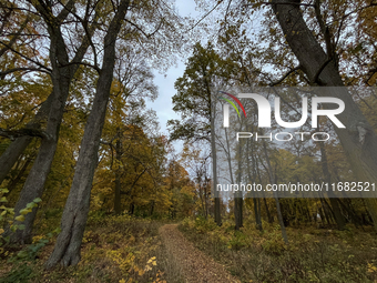 The picture shows trees changing color and preparing for winter in Slaka, Linkoping, Sweden, on October 18, 2024. (