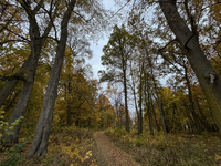 The picture shows trees changing color and preparing for winter in Slaka, Linkoping, Sweden, on October 18, 2024. (