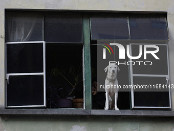 A dog leans out of a window during the Zombie March in Mexico City, Mexico, on October 19, 2024, which starts from the Monument to the Revol...