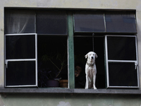 A dog leans out of a window during the Zombie March in Mexico City, Mexico, on October 19, 2024, which starts from the Monument to the Revol...