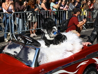 A dog is pushed in an old-style Chevy during the 34th Annual Tompkins Square Halloween Dog Parade in Tompkins Square Park in New York City,...