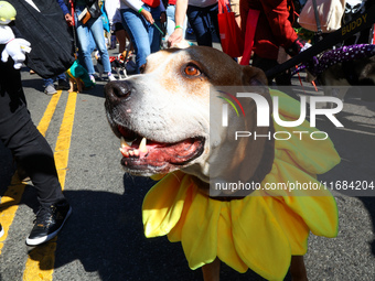 This large dog is dressed as a sunflower for the 34th Annual Tompkins Square Halloween Dog Parade in Tompkins Square Park in New York City,...