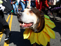 This large dog is dressed as a sunflower for the 34th Annual Tompkins Square Halloween Dog Parade in Tompkins Square Park in New York City,...