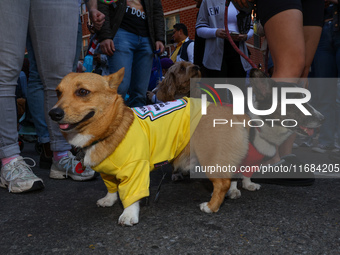 Two dogs are dressed as mustard and ketchup during the 34th Annual Tompkins Square Halloween Dog Parade in Tompkins Square Park, on October...