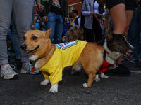 Two dogs are dressed as mustard and ketchup during the 34th Annual Tompkins Square Halloween Dog Parade in Tompkins Square Park, on October...