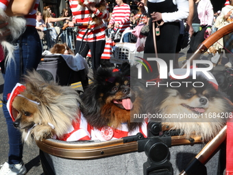 Pomeranian owners and their dogs dress up for the 34th Annual Tompkins Square Halloween Dog Parade in Tompkins Square Park in New York City,...