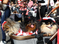 Pomeranian owners and their dogs dress up for the 34th Annual Tompkins Square Halloween Dog Parade in Tompkins Square Park in New York City,...