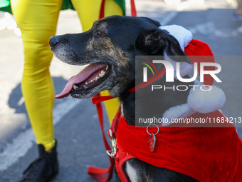 A dog is ready for Christmas for the 34th Annual Tompkins Square Halloween Dog Parade in Tompkins Square Park in New York City, USA, on Octo...