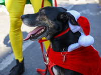 A dog is ready for Christmas for the 34th Annual Tompkins Square Halloween Dog Parade in Tompkins Square Park in New York City, USA, on Octo...