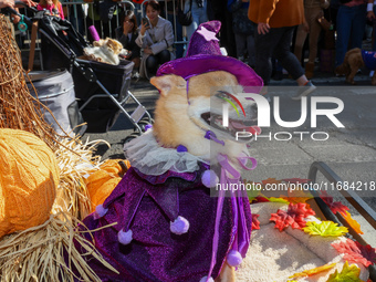 The witch dog is pushed in a cart during the 34th Annual Tompkins Square Halloween Dog Parade in Tompkins Square Park in New York City, USA,...