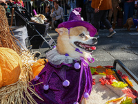 The witch dog is pushed in a cart during the 34th Annual Tompkins Square Halloween Dog Parade in Tompkins Square Park in New York City, USA,...