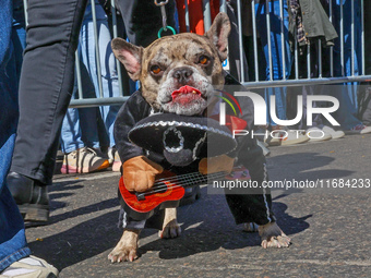 This bulldog is dressed for Cinco de Mayo for the 34th Annual Tompkins Square Halloween Dog Parade in Tompkins Square Park in New York City,...