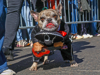 This bulldog is dressed for Cinco de Mayo for the 34th Annual Tompkins Square Halloween Dog Parade in Tompkins Square Park in New York City,...