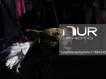 A dog dressed as an angel walks through the route for the 34th Annual Tompkins Square Halloween Dog Parade in Tompkins Square Park in New Yo...