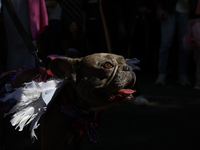 A dog dressed as an angel walks through the route for the 34th Annual Tompkins Square Halloween Dog Parade in Tompkins Square Park in New Yo...