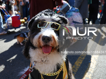 A dog wears cheap sunglasses for the 34th Annual Tompkins Square Halloween Dog Parade in Tompkins Square Park in New York City, USA, on Octo...