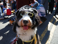 A dog wears cheap sunglasses for the 34th Annual Tompkins Square Halloween Dog Parade in Tompkins Square Park in New York City, USA, on Octo...