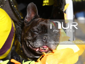 This dog is dressed as a bumblebee during the 34th Annual Tompkins Square Halloween Dog Parade in Tompkins Square Park in New York City, USA...