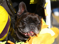 This dog is dressed as a bumblebee during the 34th Annual Tompkins Square Halloween Dog Parade in Tompkins Square Park in New York City, USA...