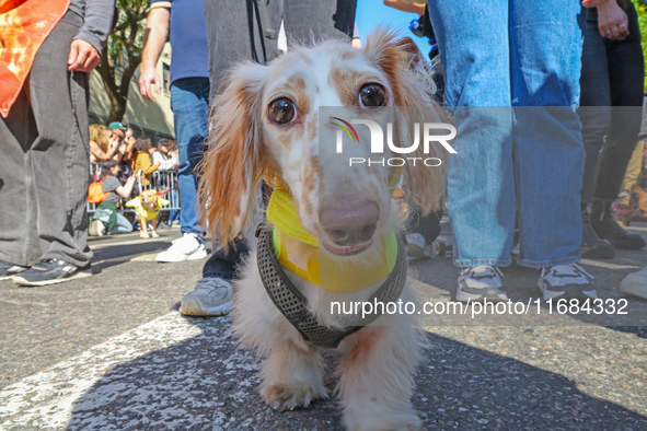 A dog participates in the 34th Annual Tompkins Square Halloween Dog Parade in Tompkins Square Park in New York City, USA, on October 19, 202...