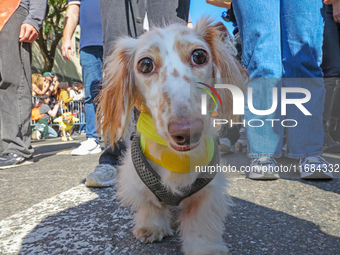 A dog participates in the 34th Annual Tompkins Square Halloween Dog Parade in Tompkins Square Park in New York City, USA, on October 19, 202...