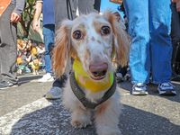 A dog participates in the 34th Annual Tompkins Square Halloween Dog Parade in Tompkins Square Park in New York City, USA, on October 19, 202...