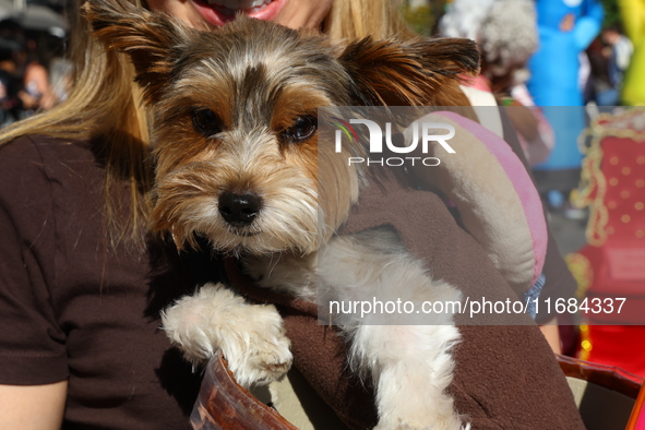 A dog is dressed as a cup of Dunkin' Dogs coffee for the 34th Annual Tompkins Square Halloween Dog Parade in Tompkins Square Park in New Yor...