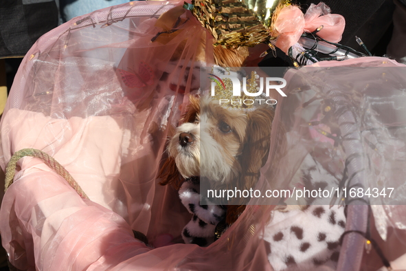 A dog is dressed as a fairy princess while being strolled down the route in the 34th Annual Tompkins Square Halloween Dog Parade in Tompkins...