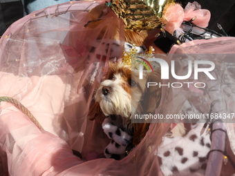 A dog is dressed as a fairy princess while being strolled down the route in the 34th Annual Tompkins Square Halloween Dog Parade in Tompkins...