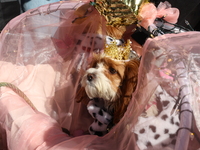 A dog is dressed as a fairy princess while being strolled down the route in the 34th Annual Tompkins Square Halloween Dog Parade in Tompkins...