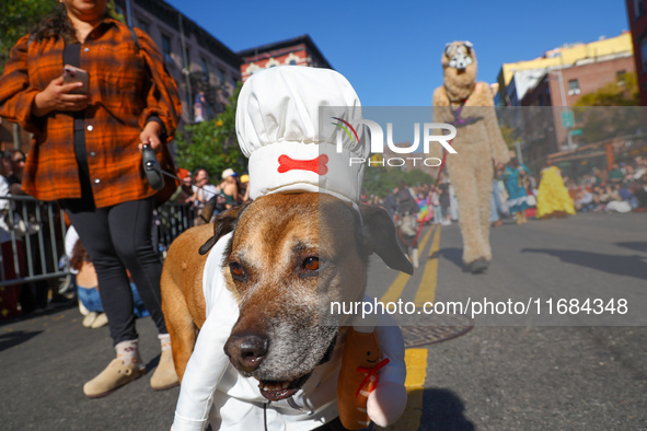 A dog dresses as a chef for the 34th Annual Tompkins Square Halloween Dog Parade in Tompkins Square Park in New York City, USA, on October 1...