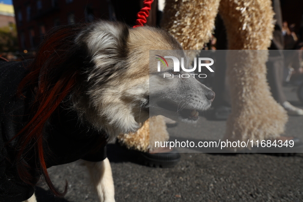 A dog participates in the 34th Annual Tompkins Square Halloween Dog Parade in Tompkins Square Park in New York City, USA, on October 19, 202...