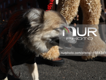 A dog participates in the 34th Annual Tompkins Square Halloween Dog Parade in Tompkins Square Park in New York City, USA, on October 19, 202...