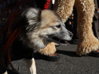 A dog participates in the 34th Annual Tompkins Square Halloween Dog Parade in Tompkins Square Park in New York City, USA, on October 19, 202...