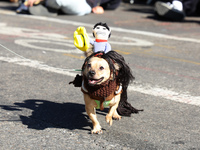 A dog wears a horse costume with a cowboy riding on its back for the 34th Annual Tompkins Square Halloween Dog Parade in Tompkins Square Par...