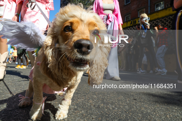 A dog participates in the 34th Annual Tompkins Square Halloween Dog Parade in Tompkins Square Park in New York City, USA, on October 19, 202...