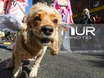 A dog participates in the 34th Annual Tompkins Square Halloween Dog Parade in Tompkins Square Park in New York City, USA, on October 19, 202...