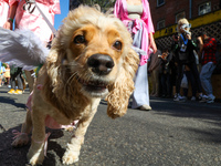 A dog participates in the 34th Annual Tompkins Square Halloween Dog Parade in Tompkins Square Park in New York City, USA, on October 19, 202...