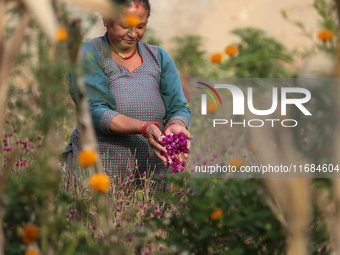 A Nepalese woman collects globe amaranth (Makhamali) flowers used to make garlands to sell in the market for the Tihar festival celebration...