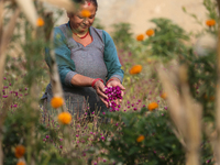 A Nepalese woman collects globe amaranth (Makhamali) flowers used to make garlands to sell in the market for the Tihar festival celebration...