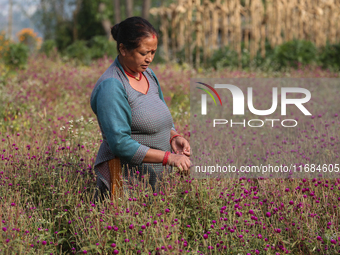 A Nepalese woman picks globe amaranth (Makhamali) flowers to make garlands to sell in the market for the Tihar festival celebration in Bhakt...