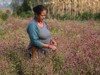 A Nepalese woman picks globe amaranth (Makhamali) flowers to make garlands to sell in the market for the Tihar festival celebration in Bhakt...