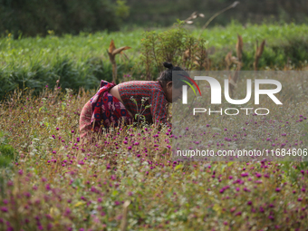 A Nepalese woman picks globe amaranth (Makhamali) flowers to make garlands to sell in the market for the Tihar festival celebration in Bhakt...