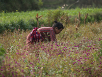 A Nepalese woman picks globe amaranth (Makhamali) flowers to make garlands to sell in the market for the Tihar festival celebration in Bhakt...