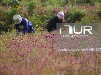 A Nepalese woman picks globe amaranth (Makhamali) flowers to make garlands to sell in the market for the Tihar festival celebration in Bhakt...