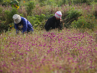 A Nepalese woman picks globe amaranth (Makhamali) flowers to make garlands to sell in the market for the Tihar festival celebration in Bhakt...