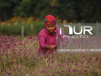 A Nepalese woman picks globe amaranth (Makhamali) flowers to make garlands to sell in the market for the Tihar festival celebration in Bhakt...